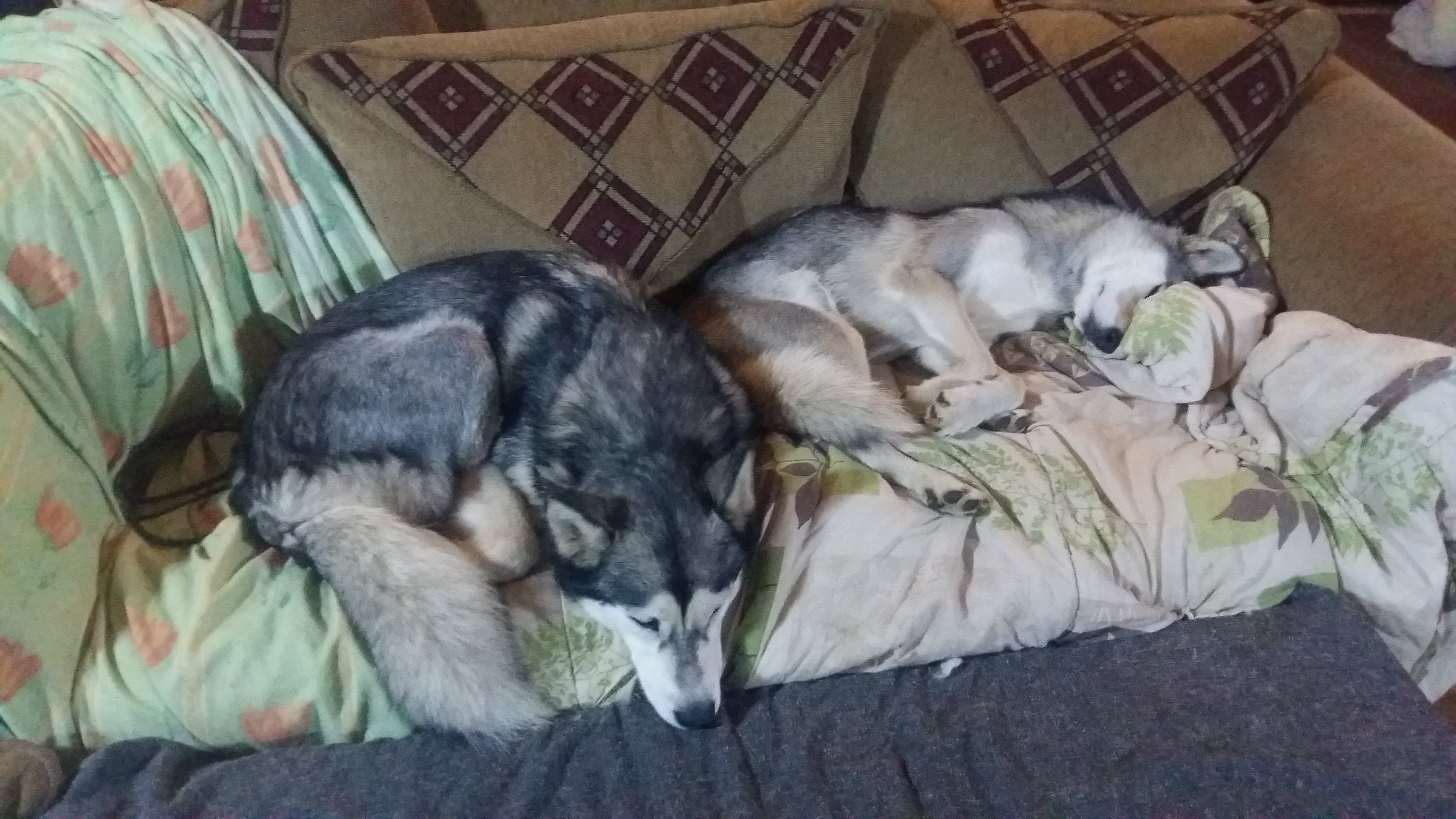 Support a Loving Husky Dad & His Girls Through Hard Times